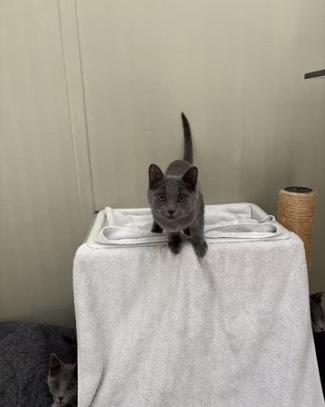 Tywin
