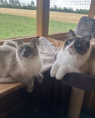 Coco og Simba