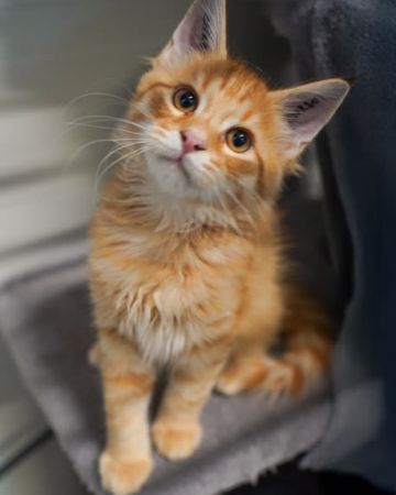 Viktor