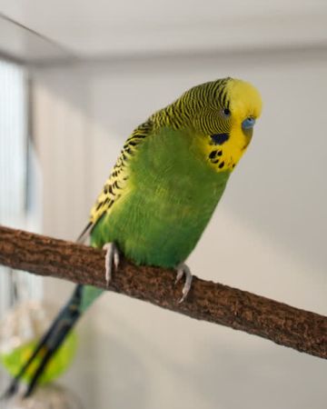 Hans