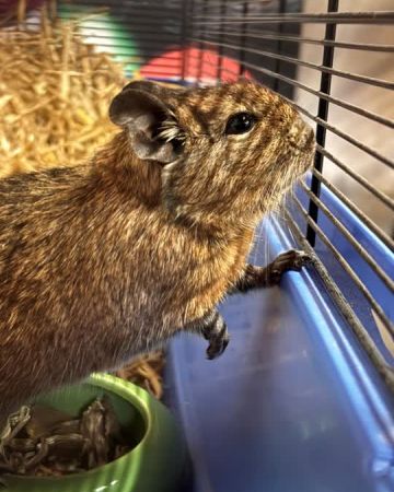 Alvin