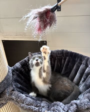 Missy