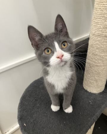 Bibi