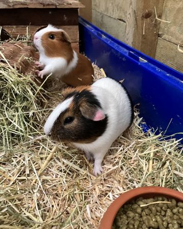 Karl og Esther