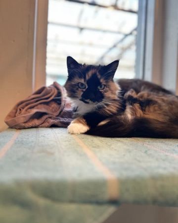 isabella
