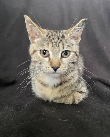 Ronja
