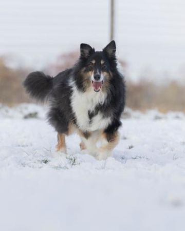 Coda