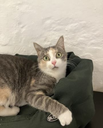 Missepigen