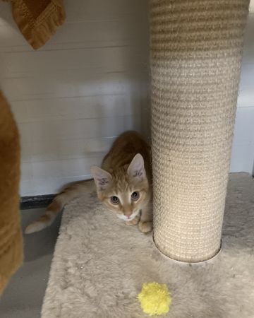 Mogli