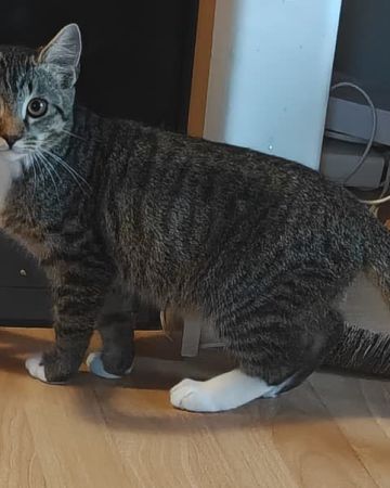 Findus