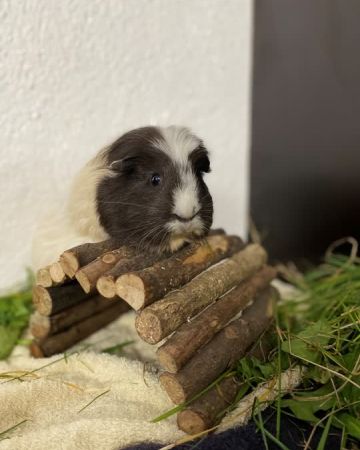 Mirabelle
