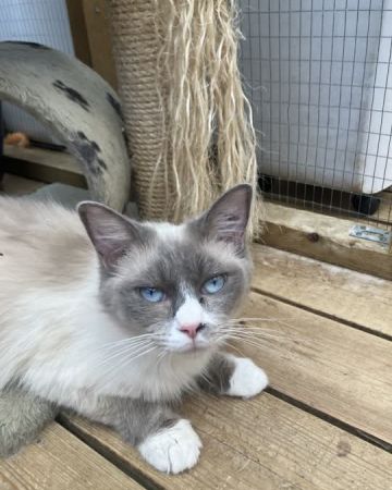 Cleopatra