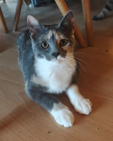 Stella