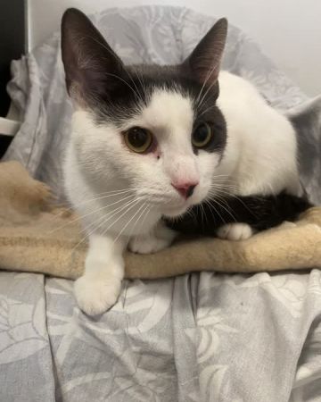 Rufus