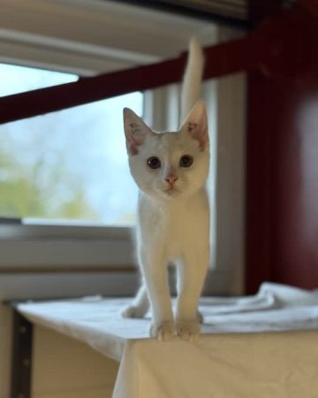 Lumi