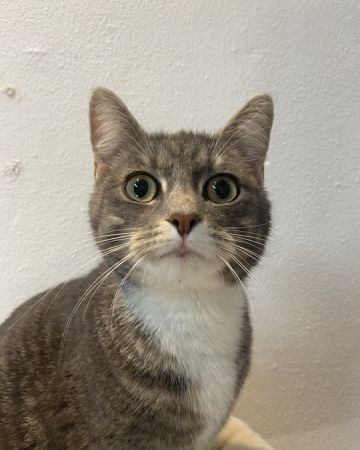 Lulu