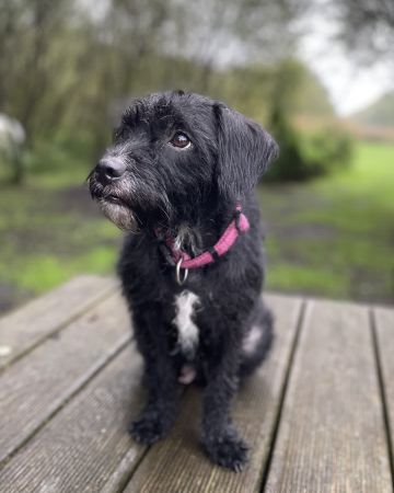 Abbie