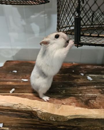 Alvin