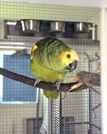 Victor