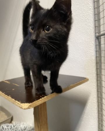 Onyx
