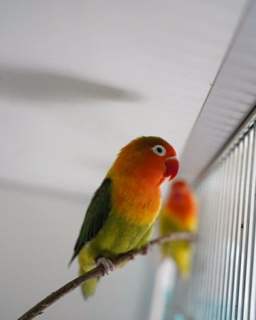 Pippi