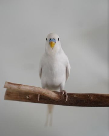 Morten