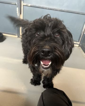 Otto