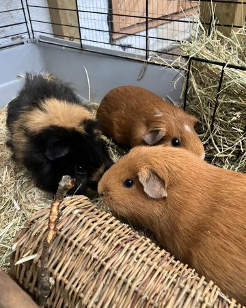 Bella, Mango og Chloe