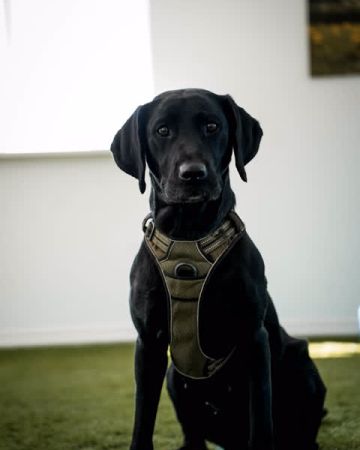 Akila