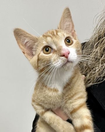 Simba