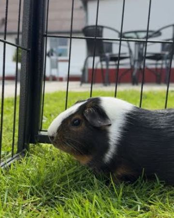 Gismo