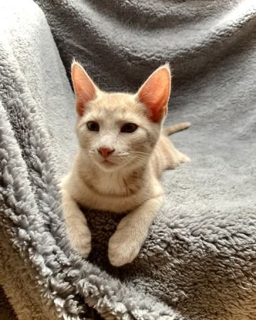 Felix