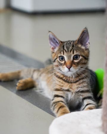 Paw