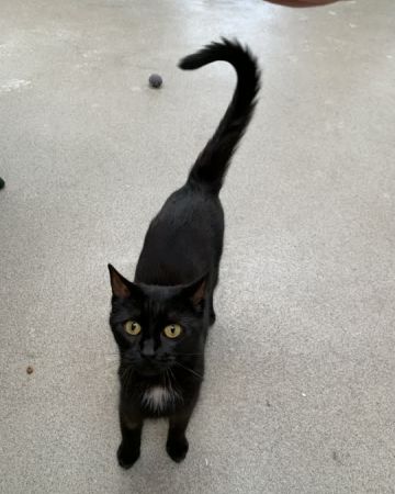 Kitty