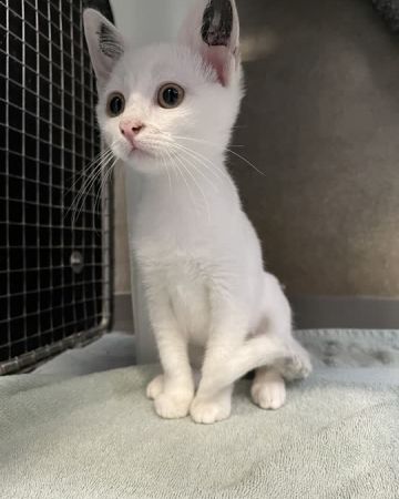 Lumi