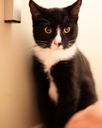 Sirius