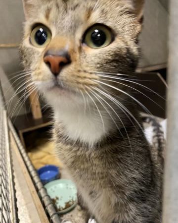 Nala