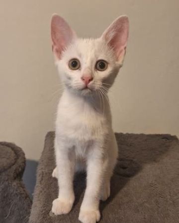 Lumi