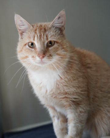 Ollie