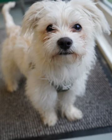Elliot