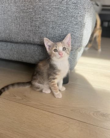 Lilje