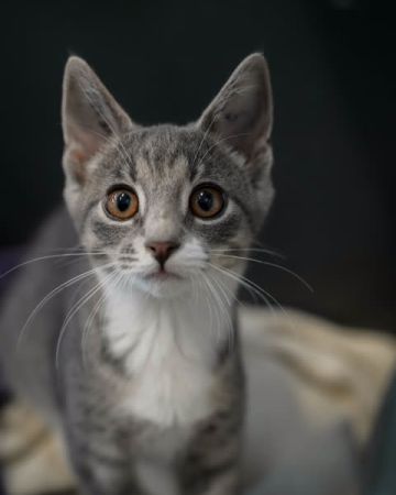 Lulu