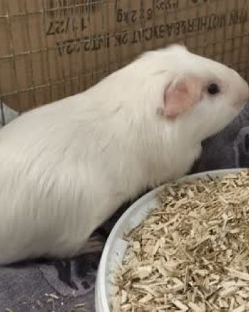 Bo