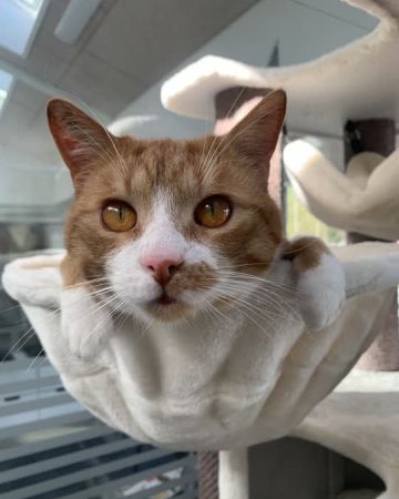 Cheeto