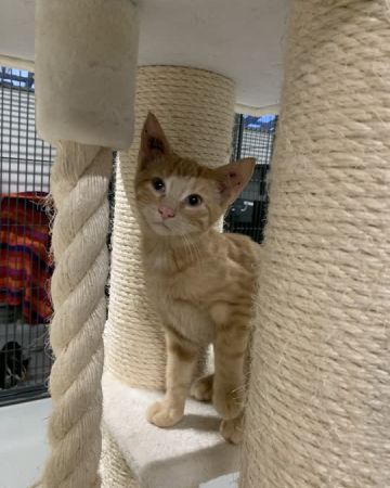 Leonardo