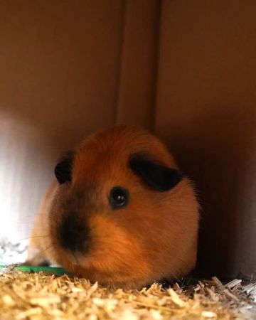 Coco
