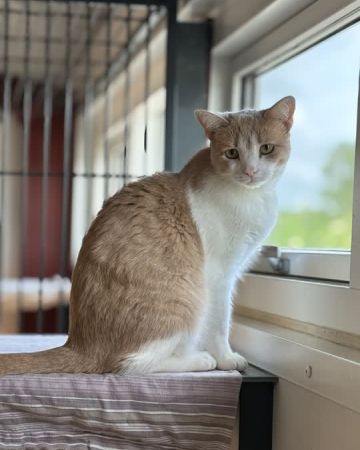 Annabella
