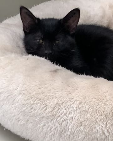 Zira