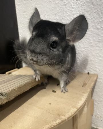 Luf