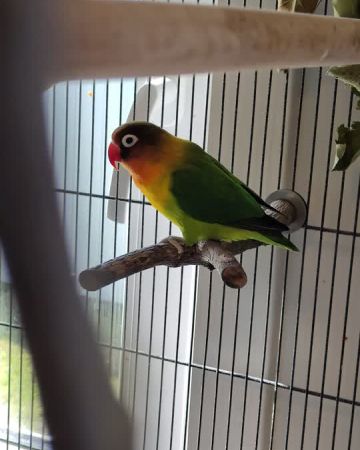 Peppy
